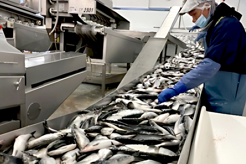 Herring