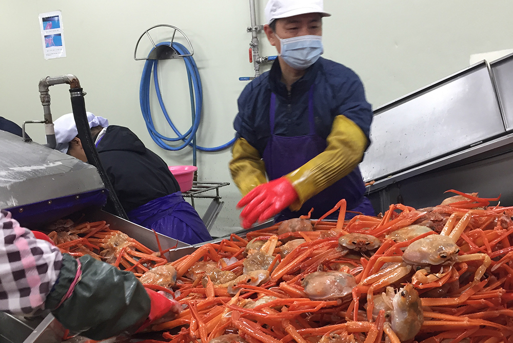 Red snow crab from South Korea