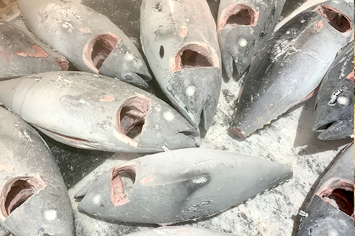オーストラリア産蓄養南マグロ